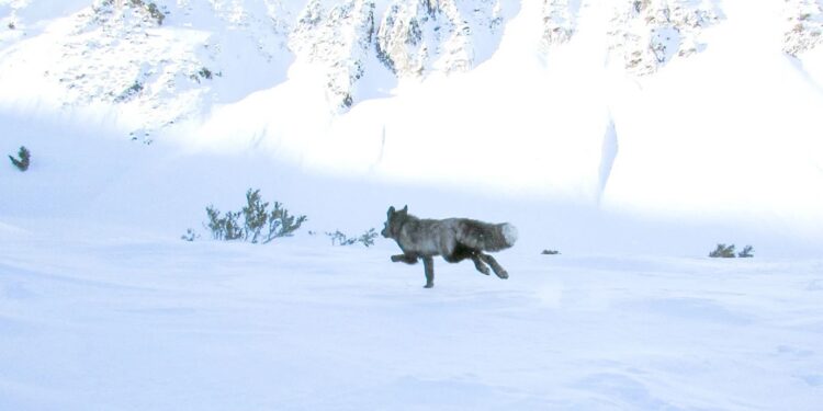 Επιστήμονες εντόπισαν για πρώτη φορά εξαιρετικά σπάνιο ζώο στα βουνά της Καλιφόρνιας