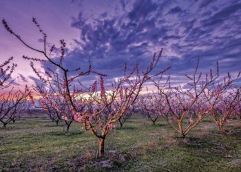 Οι ανθισμένες ροδακινιές της Πέλλας είναι… όνειρο!