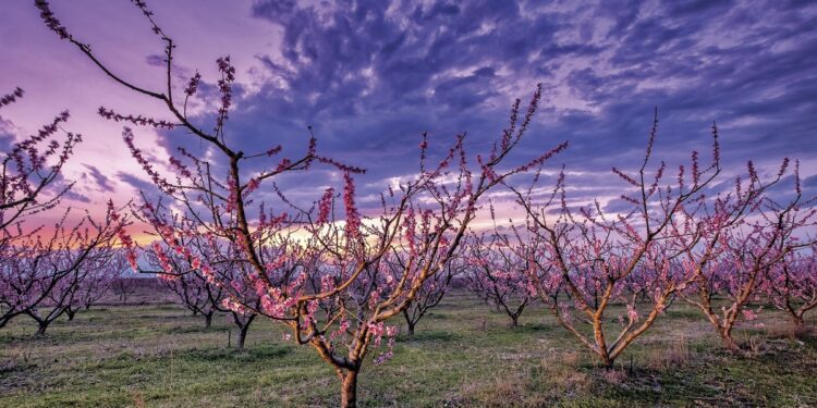 Οι ανθισμένες ροδακινιές της Πέλλας είναι… όνειρο!