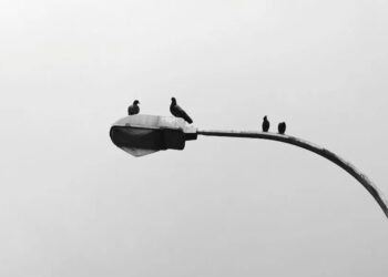 Γιατί δεν βλέπουμε ποτέ μωρά περιστέρια: Η επιστημονική εξήγηση του μυστηρίου