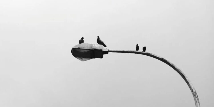 Γιατί δεν βλέπουμε ποτέ μωρά περιστέρια: Η επιστημονική εξήγηση του μυστηρίου