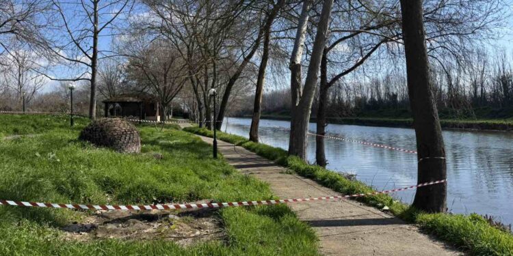 Παρέμβαση του Δήμου Πέλλας για την αποτροπή εξάπλωσης έλκους πλατάνου στο Λουδία