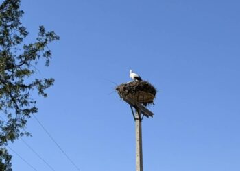 Οι πελαργοί έφεραν την άνοιξη στην Αλμωπία