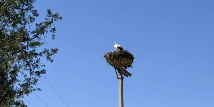 Οι πελαργοί έφεραν την άνοιξη στην Αλμωπία
