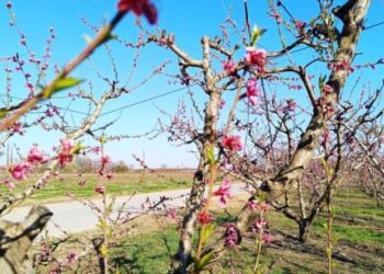 Πέλλα: Πληρώνει ο ΕΛΓΑ την Μ. Τρίτη για τον καταστροφικό παγετό του 2025