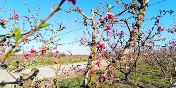 Πέλλα: Πληρώνει ο ΕΛΓΑ την Μ. Τρίτη για τον καταστροφικό παγετό του 2025
