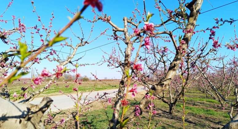 Πέλλα: Πληρώνει ο ΕΛΓΑ την Μ. Τρίτη για τον καταστροφικό παγετό του 2025