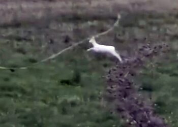 Σπάνιο θέαμα με δύο αλμπίνο ζαρκάδια κατέγραψε αγρότης στην Ημαθία