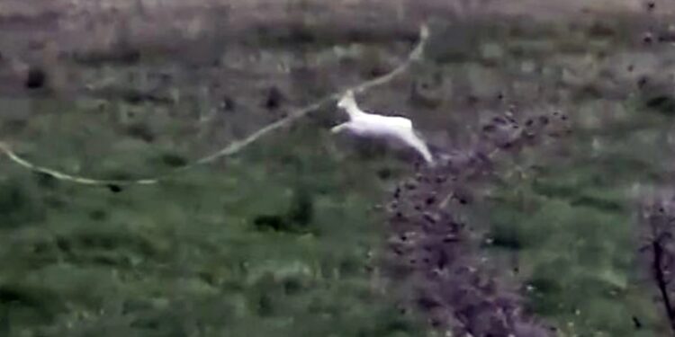 Σπάνιο θέαμα με δύο αλμπίνο ζαρκάδια κατέγραψε αγρότης στην Ημαθία