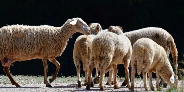 Συναγερμός: Εντοπίστηκαν νεκρά πρόβατα σε πλαγιά