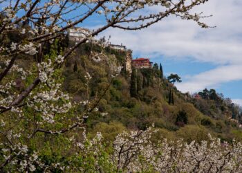 Έδεσσα: Οι Κερασιές θα ανθίσουν και φέτος