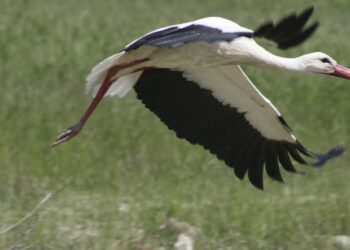 Νεοχώρι Αλμωπίας: Νεκρός πελαργός που μπλέχτηκε σε ηλεκτροφόρα καλώδια