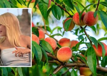 Απελπισμένοι οι δενδροκαλλιεργητές της Πέλλας – Κόλαφος η φετινή χρονιά για το σύνολο των δενδροκαλλιεργειών