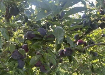 SOS από την Πολυκάρπη Αλμωπίας: Τα δαμάσκηνα σαπίζουν στα χωράφια – Σε απόγνωση οι παραγωγοί