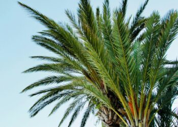 Πέλλα: Μπήκε σε αυλή και έκλεψε δύο φοίνικες και τρία γιούκα αξίας 12.500 ευρώ
