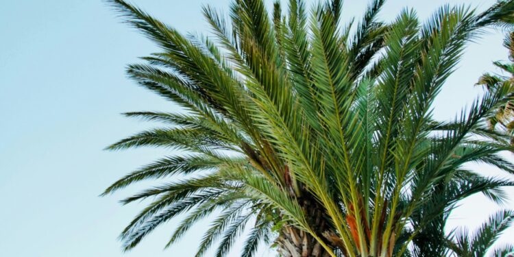 Πέλλα: Μπήκε σε αυλή και έκλεψε δύο φοίνικες και τρία γιούκα αξίας 12.500 ευρώ