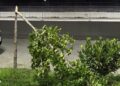 Βανδαλισμός στη Σκύδρα: Στο στόχαστρο τα δέντρα της οδού Χαρωνίτου – Η εικόνα που εξόργισε τη Δήμαρχο
