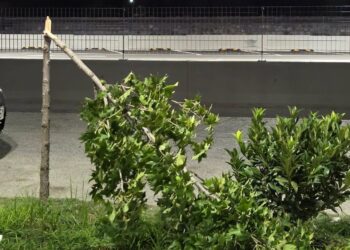 Βανδαλισμός στη Σκύδρα: Στο στόχαστρο τα δέντρα της οδού Χαρωνίτου – Η εικόνα που εξόργισε τη Δήμαρχο