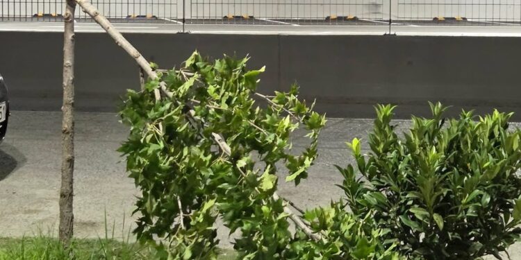Βανδαλισμός στη Σκύδρα: Στο στόχαστρο τα δέντρα της οδού Χαρωνίτου – Η εικόνα που εξόργισε τη Δήμαρχο