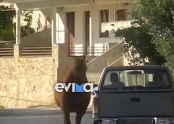 Σοκ: Τραυματισμένο άλογο δεμένο από το πόδι σε καρότσα αγροτικού – Το βίντεο που προκάλεσε οργή