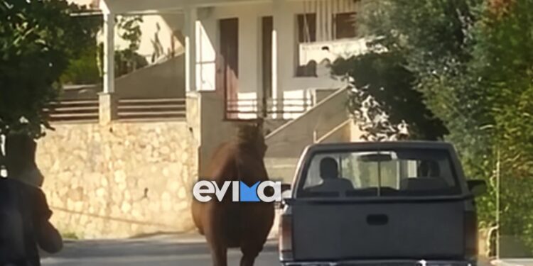 Σοκ: Τραυματισμένο άλογο δεμένο από το πόδι σε καρότσα αγροτικού – Το βίντεο που προκάλεσε οργή