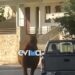 Σοκ: Τραυματισμένο άλογο δεμένο από το πόδι σε καρότσα αγροτικού – Το βίντεο που προκάλεσε οργή