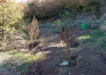 Αλμωπία: Σύλληψη άνδρα για ναρκωτικά – Κατασχέθηκαν κάνναβη και έξι δενδρύλλια