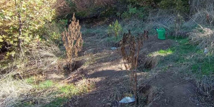 Αλμωπία: Σύλληψη άνδρα για ναρκωτικά – Κατασχέθηκαν κάνναβη και έξι δενδρύλλια