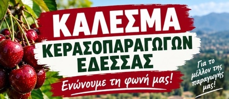 Ώρα μηδέν για τους κερασοπαραγωγούς της Πέλλας
